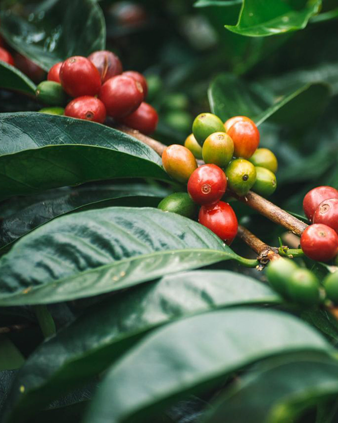 Lerida Esplendorosa Geisha 0538 - Panama - Filter Coffee 150G