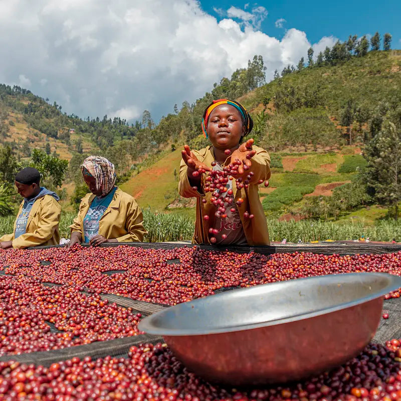 Gasharu Lake Kivu - Rwanda - Single Origin  Filter Coffee 150g