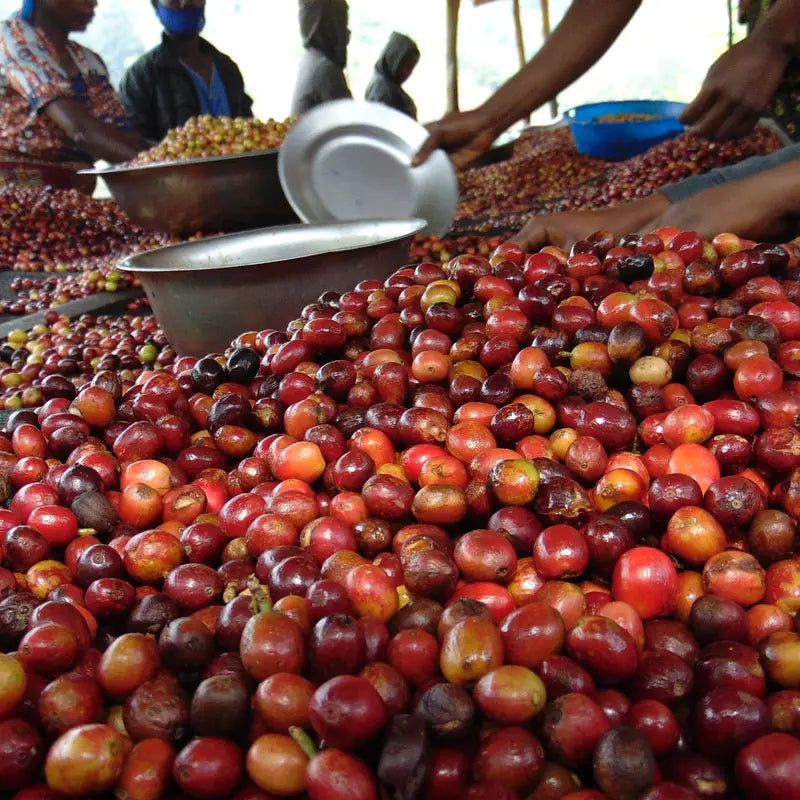 Gasharu Lake Kivu - Rwanda - Single Origin  Filter Coffee 150g