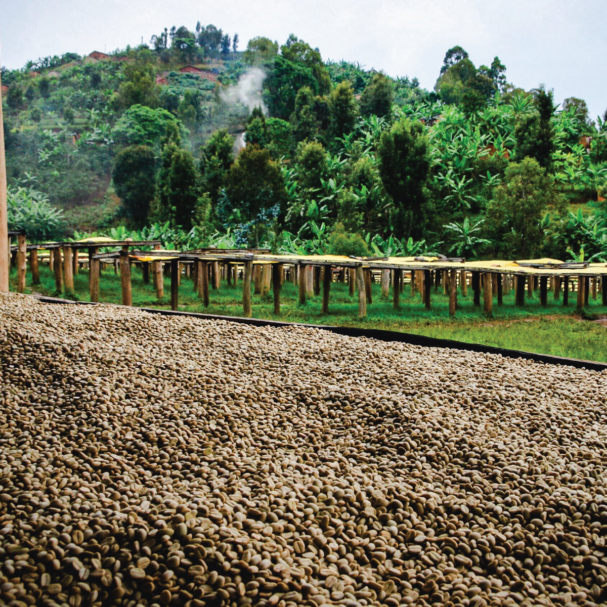 Gasharu Lake Kivu - Rwanda - Single Origin  Filter Coffee 150g